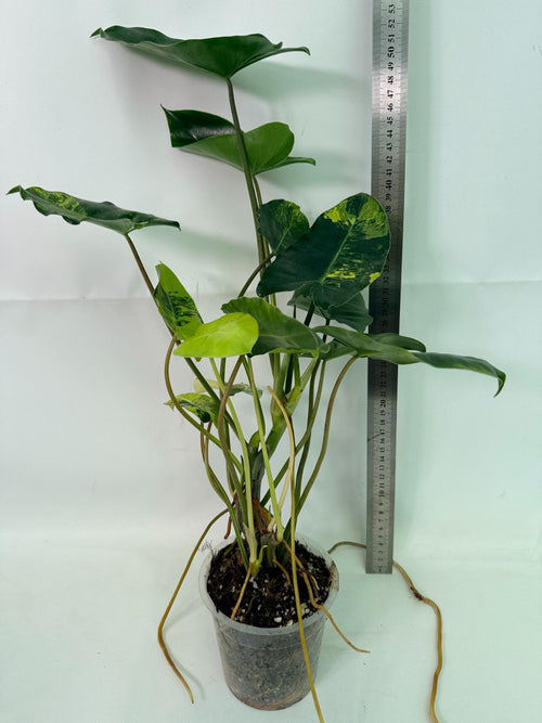Philodendron Burle Marx Variegata